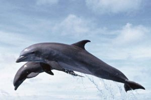 Learning PHP & MySQL: A Beginner’s Guide to Web Development (2015)